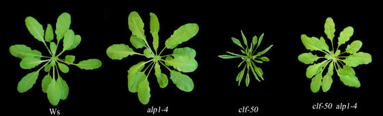 <p>Vegetative rosettes of a series of Arabidopsis thaliana wild type and mutant plants. From left to right: wild-type, individual with mutation in the ALP1 gene, in the CLF gene and a double mutant of CLF and ALP1. ALP1 is encoded by a domesticated transposase, CLF is a component of Polycomb Repressive Complex 2.</p>