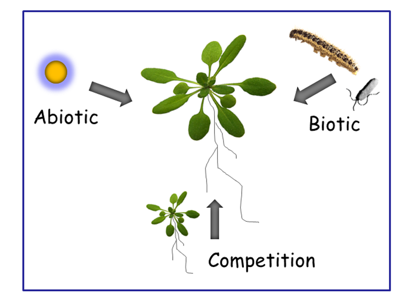 Resistance Pathway Dynamics In Plant Immunity (Jane Parker) | Max ...