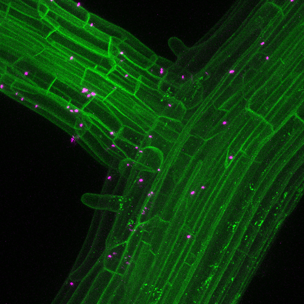 <p>Rhizobiales bacteria (magenta) in association with plant roots (green)</p>