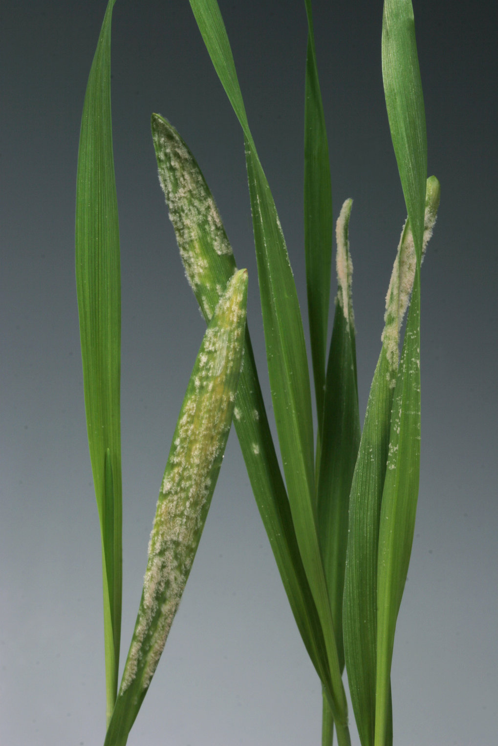 Barley leaves infected with powdery mildew