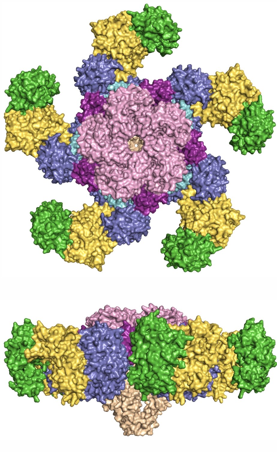 The ZAR1 resistosome.The upper image depicts the pentameric wheel-like structure of the ZAR1 resistosome from above. In the lower panel depicting the resistosome in the side view, the funnel can be seen in light brown. PBL2 is colored in green and RKS1 in mustard. All other colors denote different domains of the ZAR1 protein.