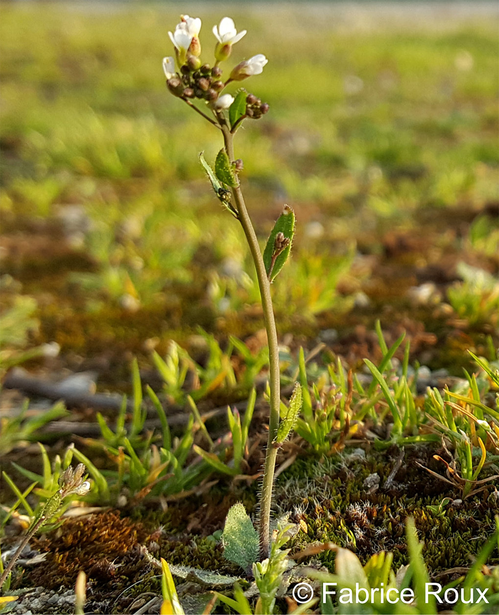 Picture of the model plant Arabidopsis thaliana in its natural habitat in southwest of France.