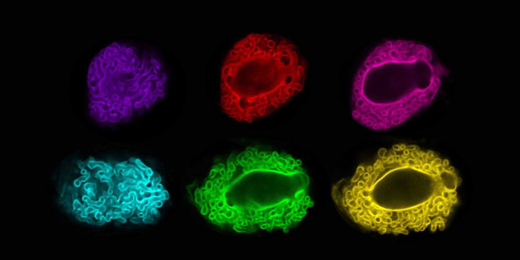 Department of Plant Microbe Interactions (Paul Schulze-Lefert)