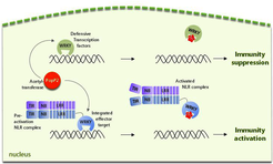 Direct capture of a pathogen defense-suppressing activity by a plant NLR pair at the DNA triggers immunity