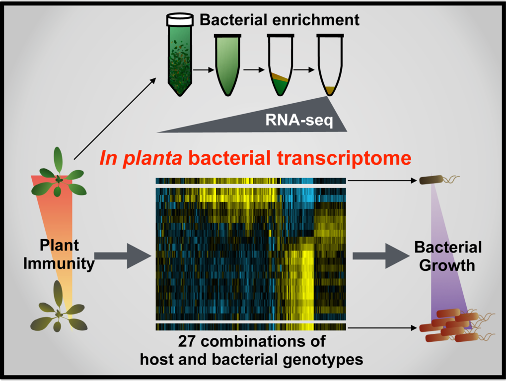 Revealing The Intricacy Of Plant Bacteria Interactions Max Planck Institute For Plant Breeding 1473