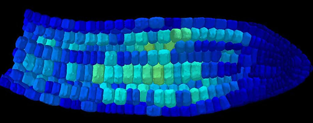 Computational modelling of morphogenesis and biomechanics (Richard Smith)