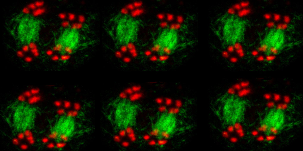 Department of Chromosome Biology (Raphaël Mercier)