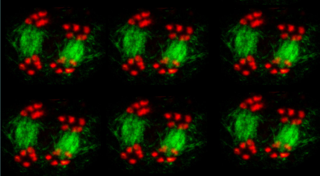 Abteilung für Chromosomenbiologie (Raphael Mercier)