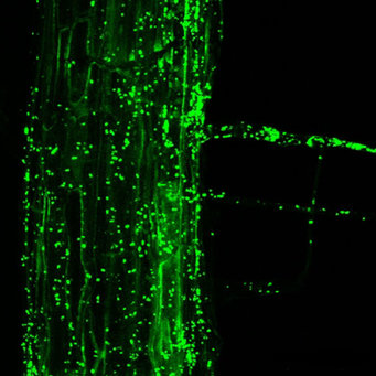 Plant evolution driven by interactions with symbiotic and pathogenic  microbes