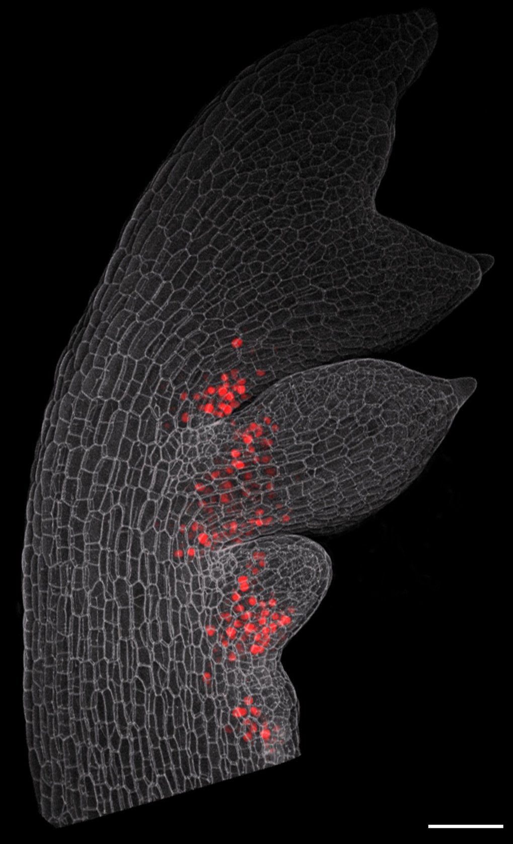 Confocal micrograph of a young leaf of Cardamine hirsuta (hairy bittercress) with emerging leaflets, showing distribution of the RCO protein. Cell outlines are shown in gray. RCO shown here in red colour is active at the base of initiating leaflets where it reduces growth, leading to the formation of leaflets that are separated from each other.