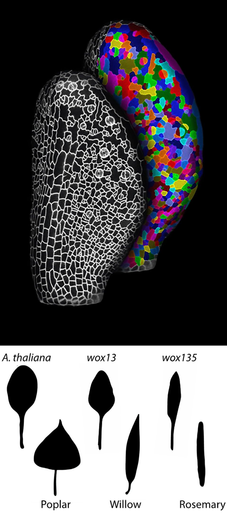 Plant homeodomain proteins promote synthesis of the hormone auxin to help leaves grow wide