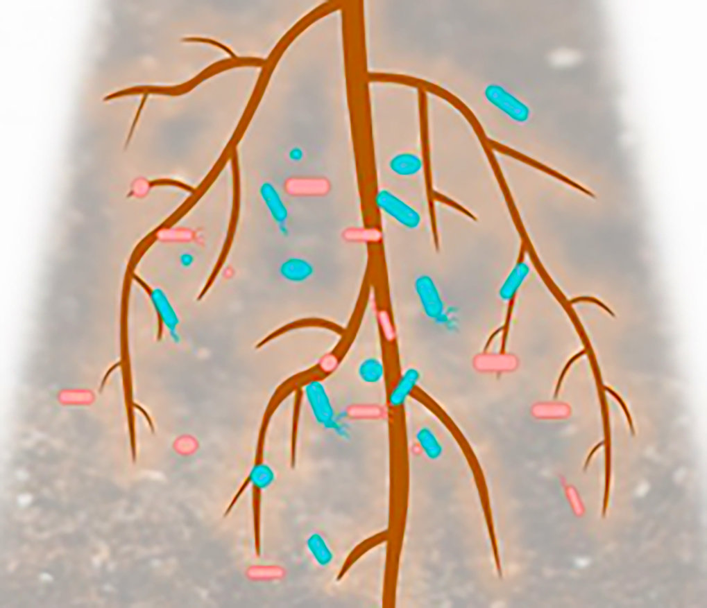 Plant-microbe homeostasis: a delicate balancing act