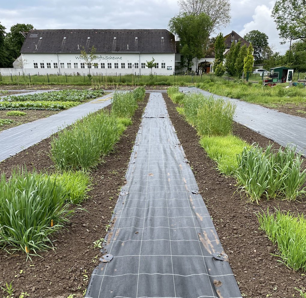 Bilder aus dem Schaugarten - Beete