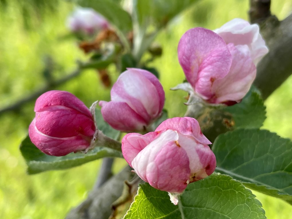 Bilder aus dem Schaugarten - Blüten