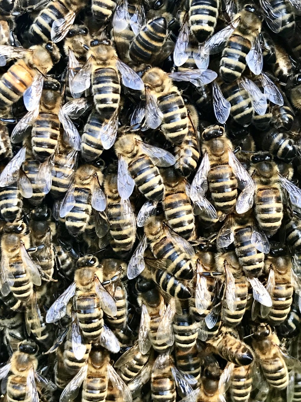 Bilder aus dem Schaugarten - Bienen