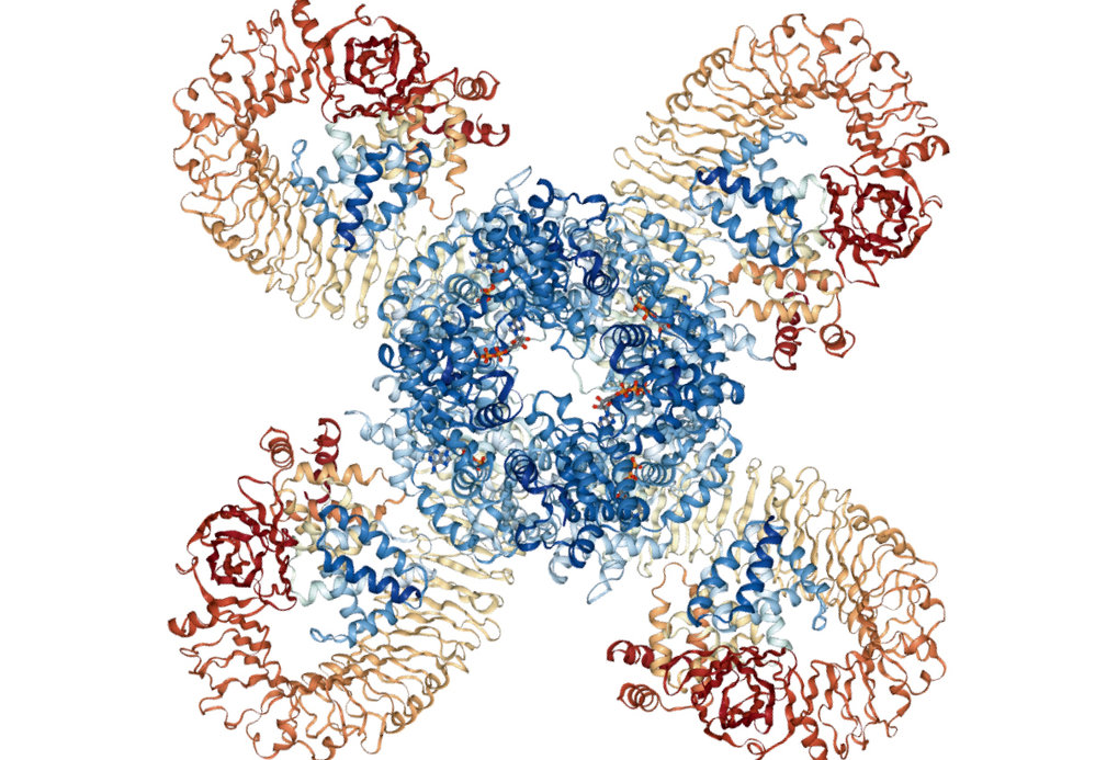 Identity of an induced protein complex linking pathogen-activated immune receptors to rapid mobilization of immunity