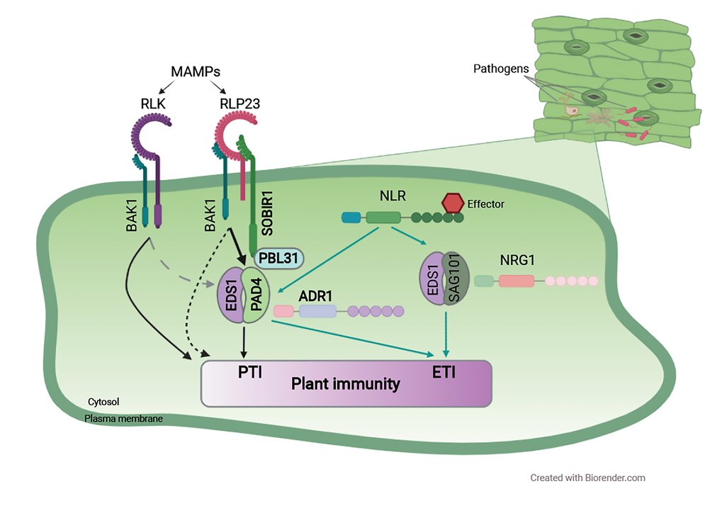 <br />An <em>Arabidopsis</em> regulatory module controlling pathogen resistance triggered by cell-surface and intracellular receptors<br /> 