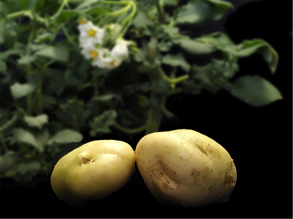 Potato genome decoded