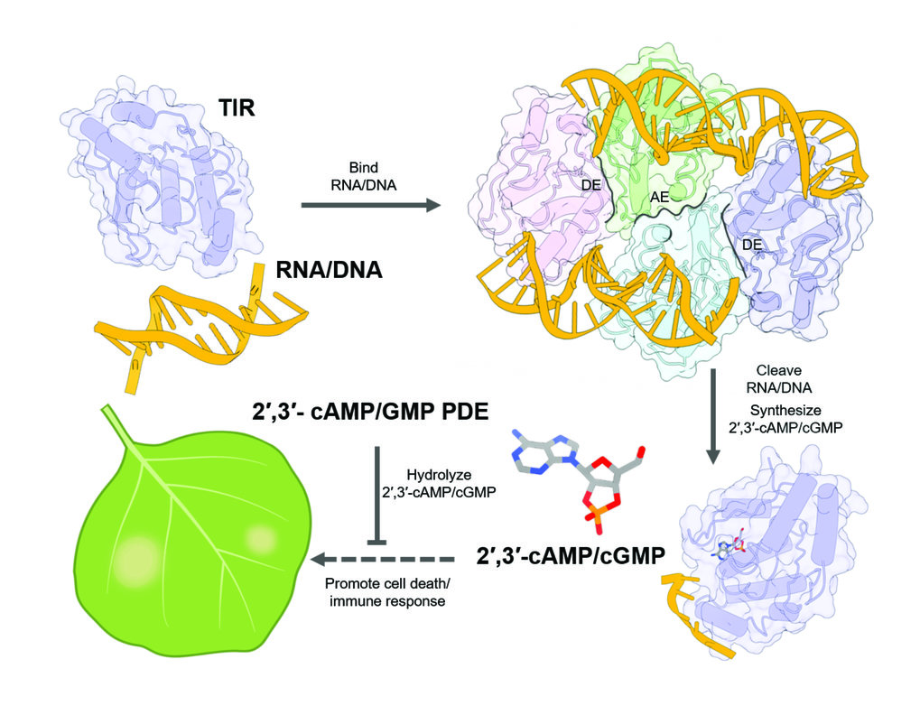 Function follows form in plant immunity<br /> 