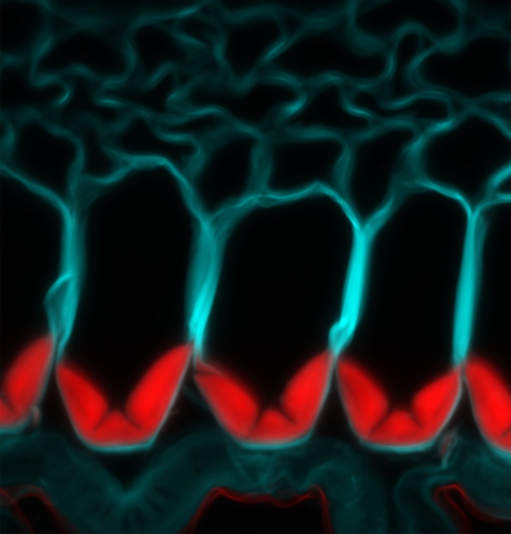 A stiff polymer called lignin (stained red) is deposited in a precise pattern in the cell walls of exploding seed pods. Researchers identified three laccase enzymes required to form this lignin. No lignin forms in the cell wall (stained blue) when all three genes are knocked out by CRISPR/Cas9 gene editing.