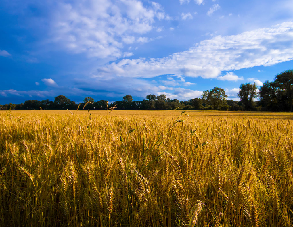 Structure of wheat immune protein resolved – important tool in the battle for food security