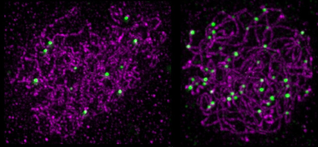 Scientists provide evidence for new theory of genetic recombination<br /> 