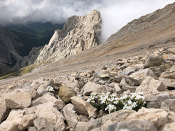 Figure 1: Our model species for adaptation genomics, the perennial, Arctic-alpine plant Arabis alpina, growing in its natural environment (Outcrossing population in the Apennine Mountains, Central Italy).