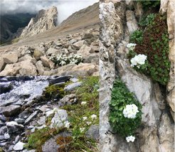 Selfing and outcrossing Arabis alpina plants in their natural environment