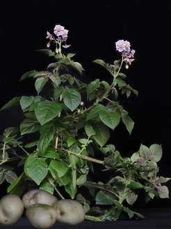 Many of the most wildly used potato cultivars were already introduced for many decades ago. The image shows the most used cultivar in potato breeding named Katahdin, which was already introduced in 1932.