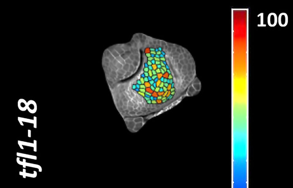 Unravelling the basis of the dual role of TFL1 in reproductive development