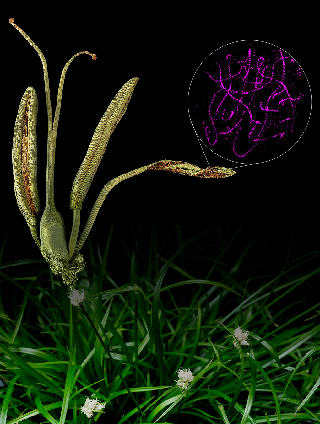 View of anthers, pollen and meyocites of R. breviuscula. 