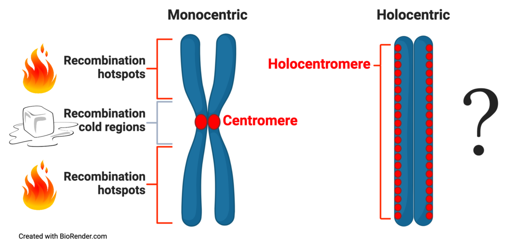 Scheme of what was known about distribution of crossing over events with respect to centromere organisation on monocentric and holocentric plant chromosomes. 