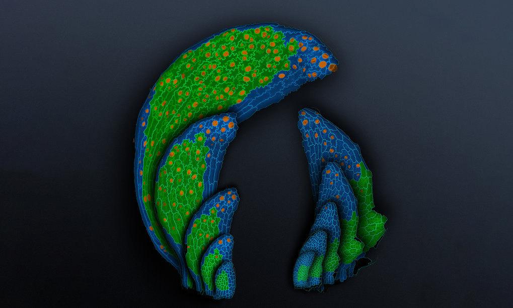 Cell lineage maps showing the development of juvenile (left) and adult (right) Arabidopsis thaliana leaves over 5 days. 
© Dept. of Comparative Development and Genetics, MPIPZ. Image by Xin-Min Li. 