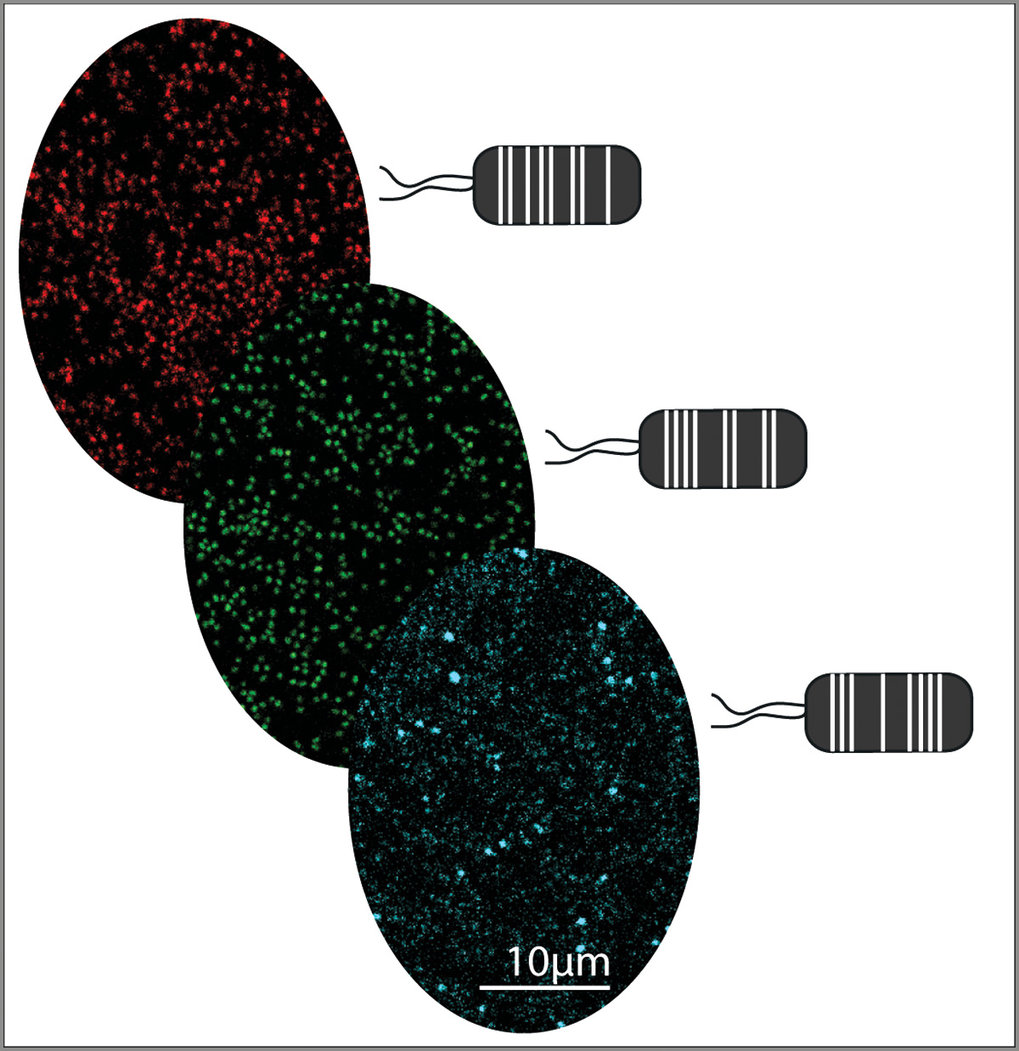 Plant derived Pseudomonas capeferrum bacteria labelled with different fluorescent tags using the MoBacTag toolkit.