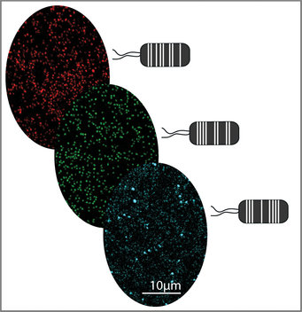 Plant derived Pseudomonas capeferrum bacteria labelled with different fluorescent tags using the MoBacTag toolkit.