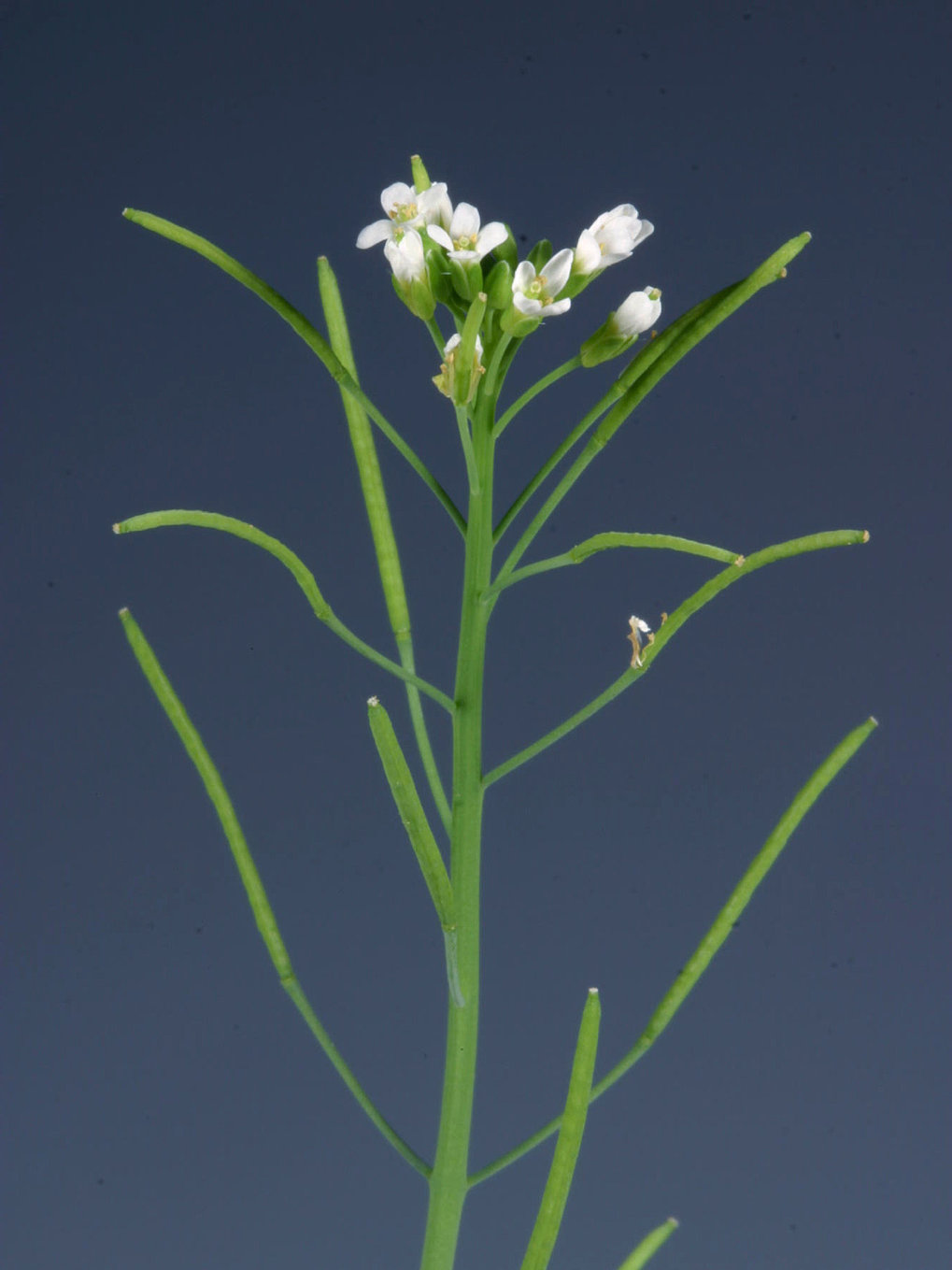 Capturing the full spectrum of genetic diversity