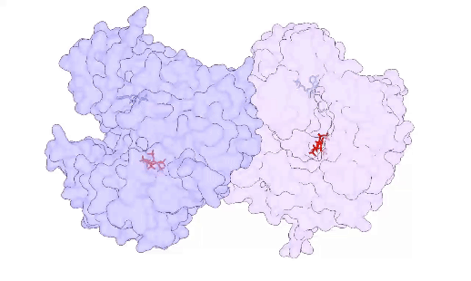 Inositolhexakisphosphat (IP6)-Bindungsstellen im SlNRC2-Dimer. Ein IP6-Molekül und ein ADP-Molekül binden ein SlNRC2-Monomer. IP6-Moleküle sind in rot und ADP-Moleküle in hellblau dargestellt