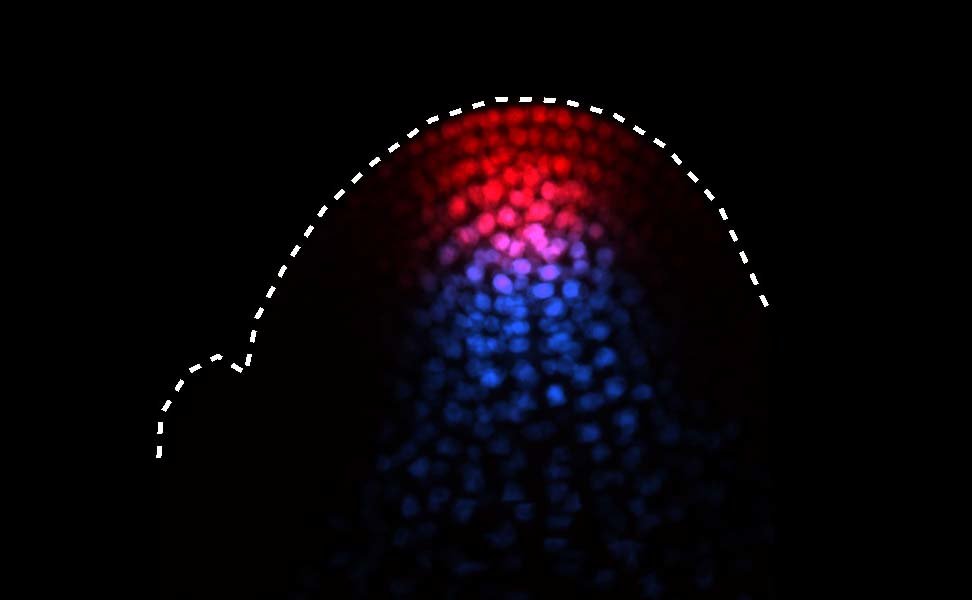 Changes in the shape of the shoot apex are synchronized with floral transition in Arabidopsis