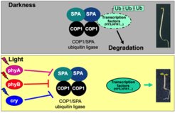 Graphical abstract