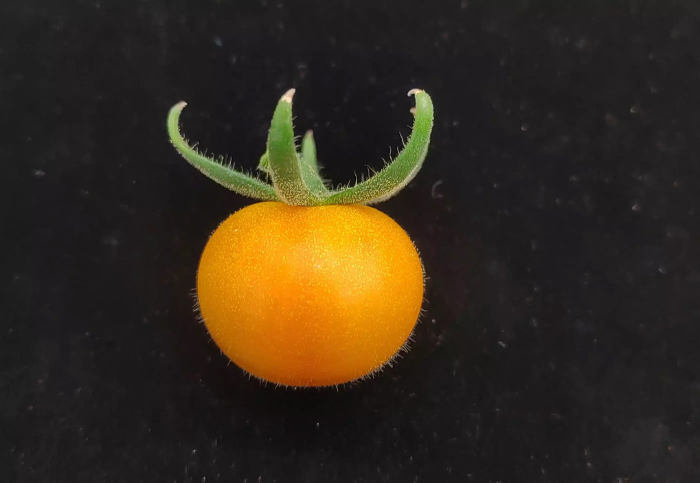 Tomato with a quadruple set of chromosomes.Three of these chromosomes are derived from the common garden tomato, Solanum lycopersicum, while one originates from the wild tomato, Solanum pennellii. A new breeding technique was employed to produce genetically identical seeds from hybrid plants.