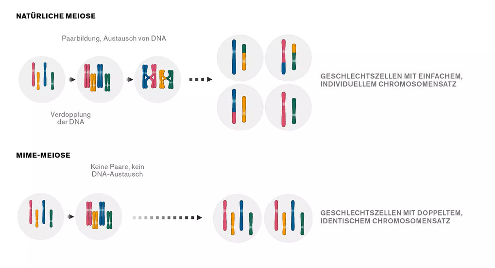 Formation of gametes in plants: In meiotic cells, pairs of homologous chromosomes first form and exchange DNA segments. These pairs then align along a single plane. The previously duplicated genetic material is separated in an orthogonal direction, resulting in four cells, each with a unique set of chromosomes. In the MiMe process, meiosis is bypassed, and the exchange of DNA between chromosomes is omitted. Instead, two cells are formed, each with a double set of chromosomes identical to that of the original meiotic cell.