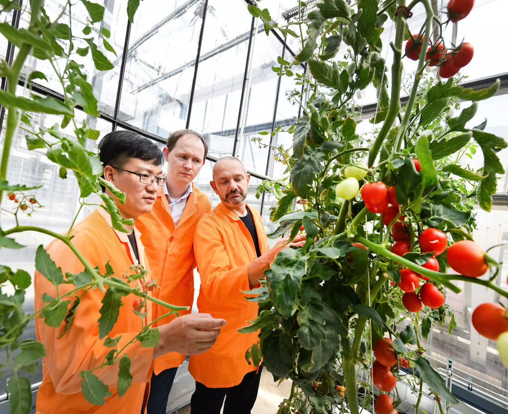 Yazhong Wang, Charles Underwood, and Raphaël Mercier (from left) examine a superhybrid tomato plant that possesses the complete genetic information of both parent plants.