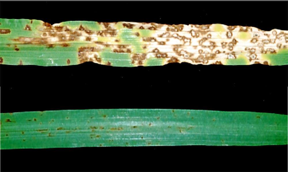 An unusual suspect is responsible for susceptibility of barley to devastating fungal disease