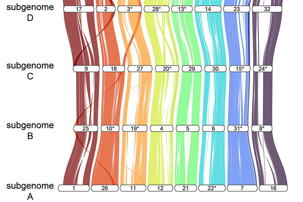 Octoploid genome decoded