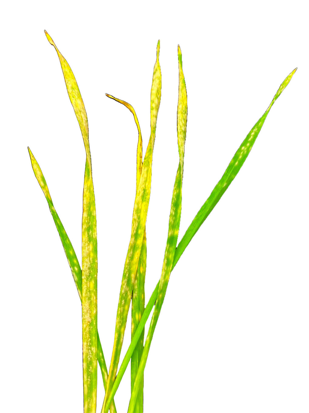 Barley leaves infected with powdery mildew