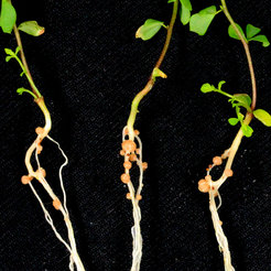 roots of Lotus japonicus