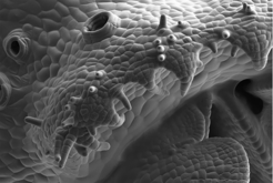 Rasterelektronenmikroskopische Aufnahme eines Wildtyps des Lebermoos Marchantia polymorpha, die Luftporen, den Rand des Gemma-Bechers und die Gemmen im Inneren des Becher zeigt.